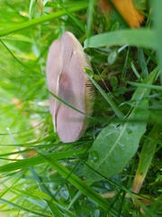 Agaricales