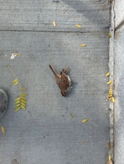 Zonotrichia albicollis