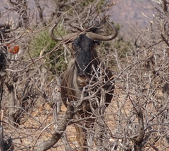 Connochaetes taurinus taurinus