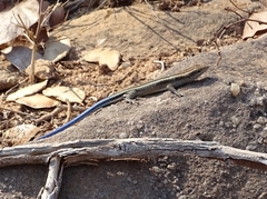 Trachylepis margaritifera