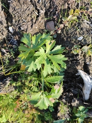 Ranunculus polyanthemos