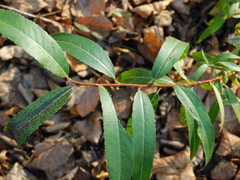 Salix triandra