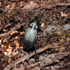 Pterostichus niger