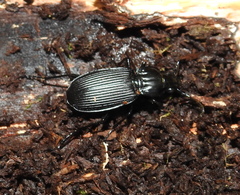 Pterostichus niger