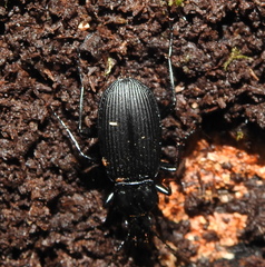 Pterostichus niger