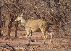 Tragelaphus oryx oryx