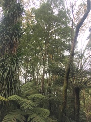 Phyllocladus trichomanoides