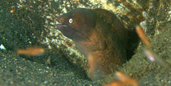 Gymnothorax thyrsoideus