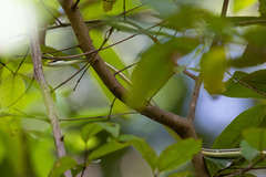 Dendrelaphis pictus
