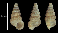 Cochlostoma septemspirale