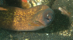 Gymnothorax thyrsoideus