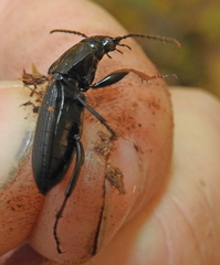 Pterostichus niger