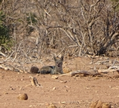 Lupulella mesomelas mesomelas