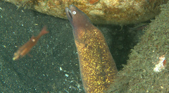 Gymnothorax thyrsoideus