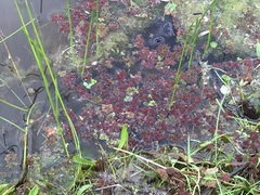 Azolla filiculoides