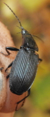 Pterostichus niger