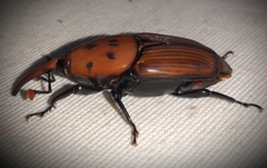 Rhynchophorus ferrugineus