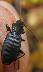 Pterostichus niger