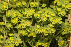 Euphorbia portlandica