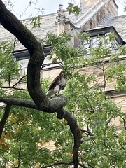 Buteo jamaicensis