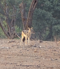 Lupulella mesomelas mesomelas
