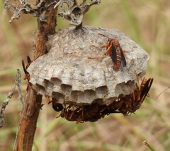 Polistes bellicosus
