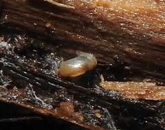 Vallonia pulchella