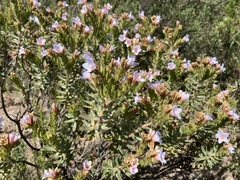 Lobostemon fruticosus