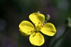 Diplotaxis tenuifolia