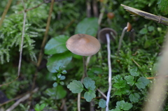 Psilocybe serbica