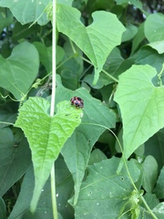 Diekeana admirabilis