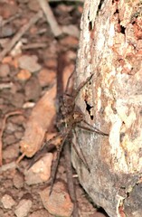 Heteropoda