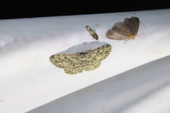 Hypomecis umbrosaria