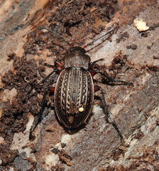 Carabus cancellatus