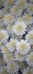 Lachnaea filamentosa