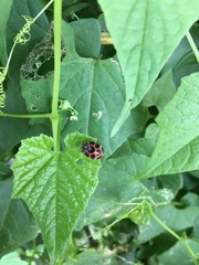 Diekeana admirabilis