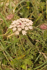 Daucus carota gummifer