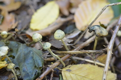 Psilocybe serbica