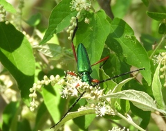 Plinthocoelium chilense