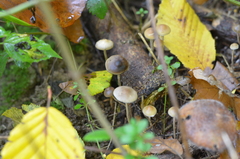 Psilocybe serbica