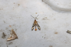 Synanthedon acerni