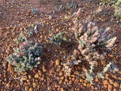 Maireana trichoptera