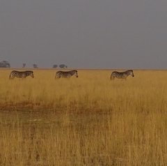 Equus quagga