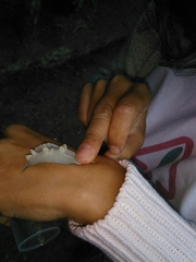 Dryomyia lichtensteinii