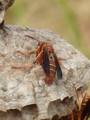 Polistes bellicosus