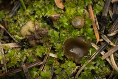 Humaria hemisphaerica