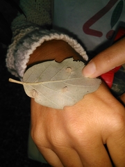 Dryomyia lichtensteinii