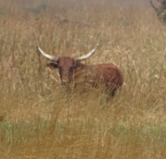 Bos indicus × taurus