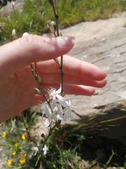 Chlorophytum comosum