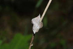 Cicinnus melsheimeri